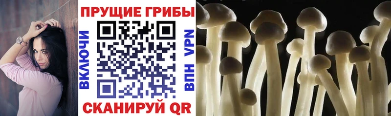 где купить   Кадников  Галлюциногенные грибы мицелий 
